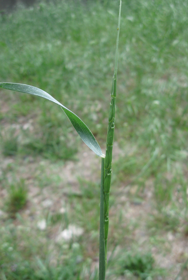 Image of Aegilops cylindrica specimen.