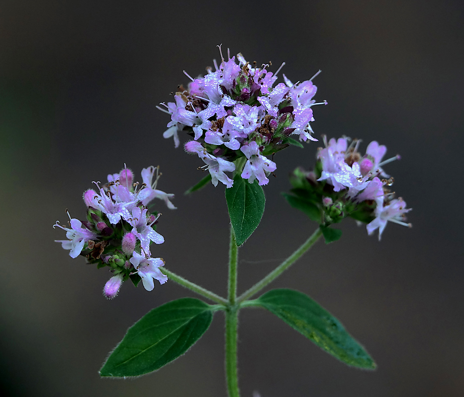 Image of Origanum vulgare specimen.