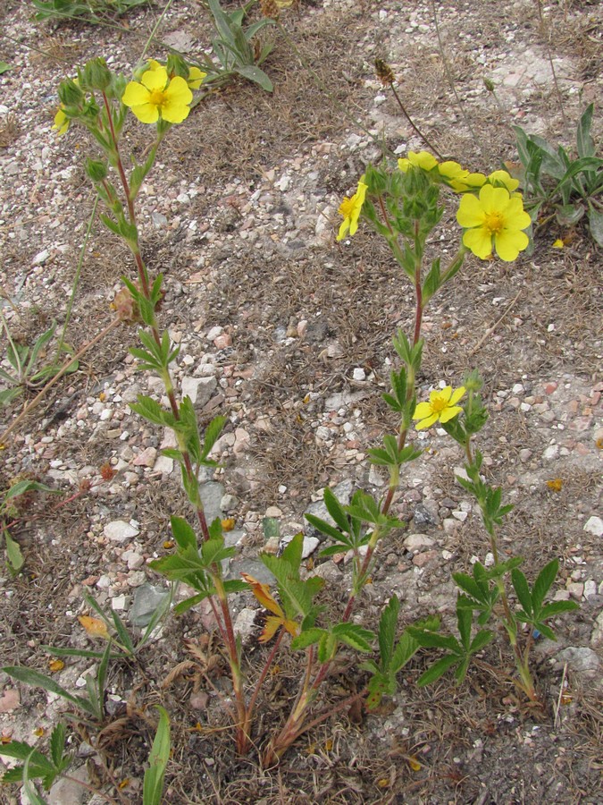 Image of Potentilla recta specimen.