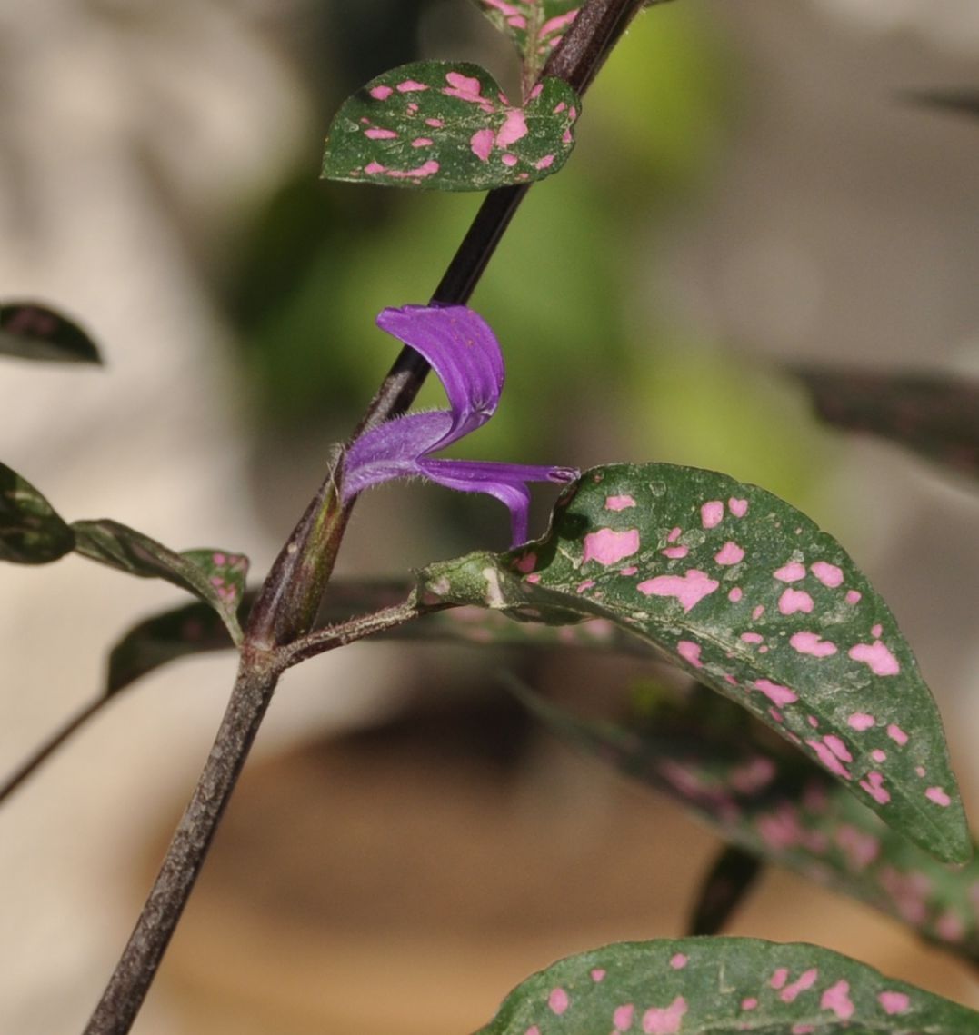 Изображение особи Hypoestes phyllostachya.