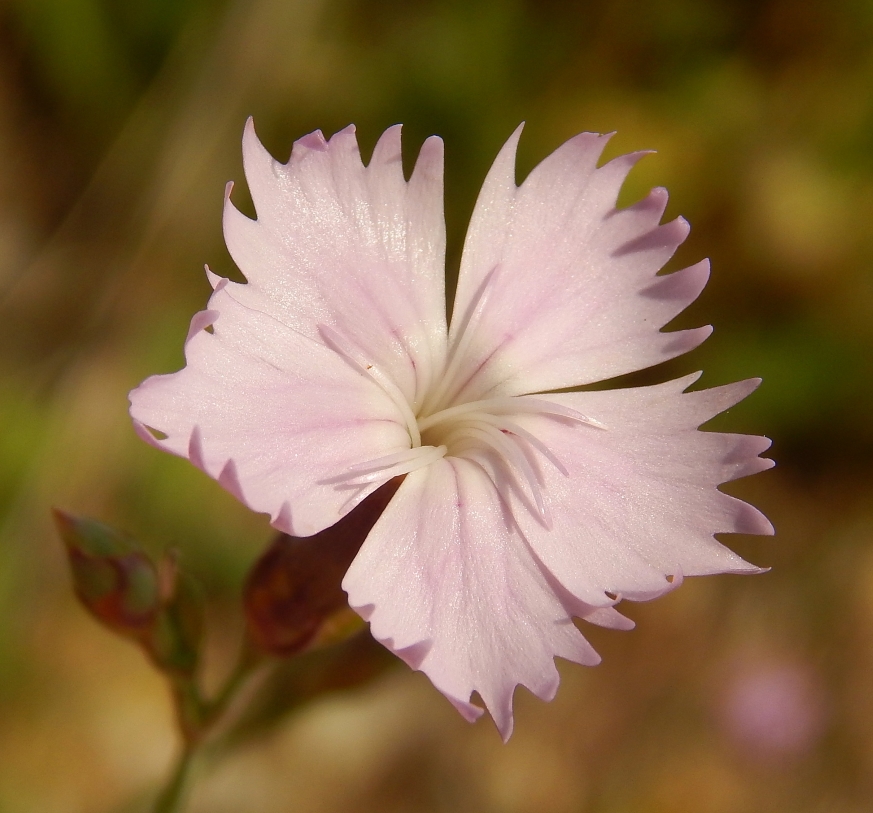 Изображение особи род Dianthus.