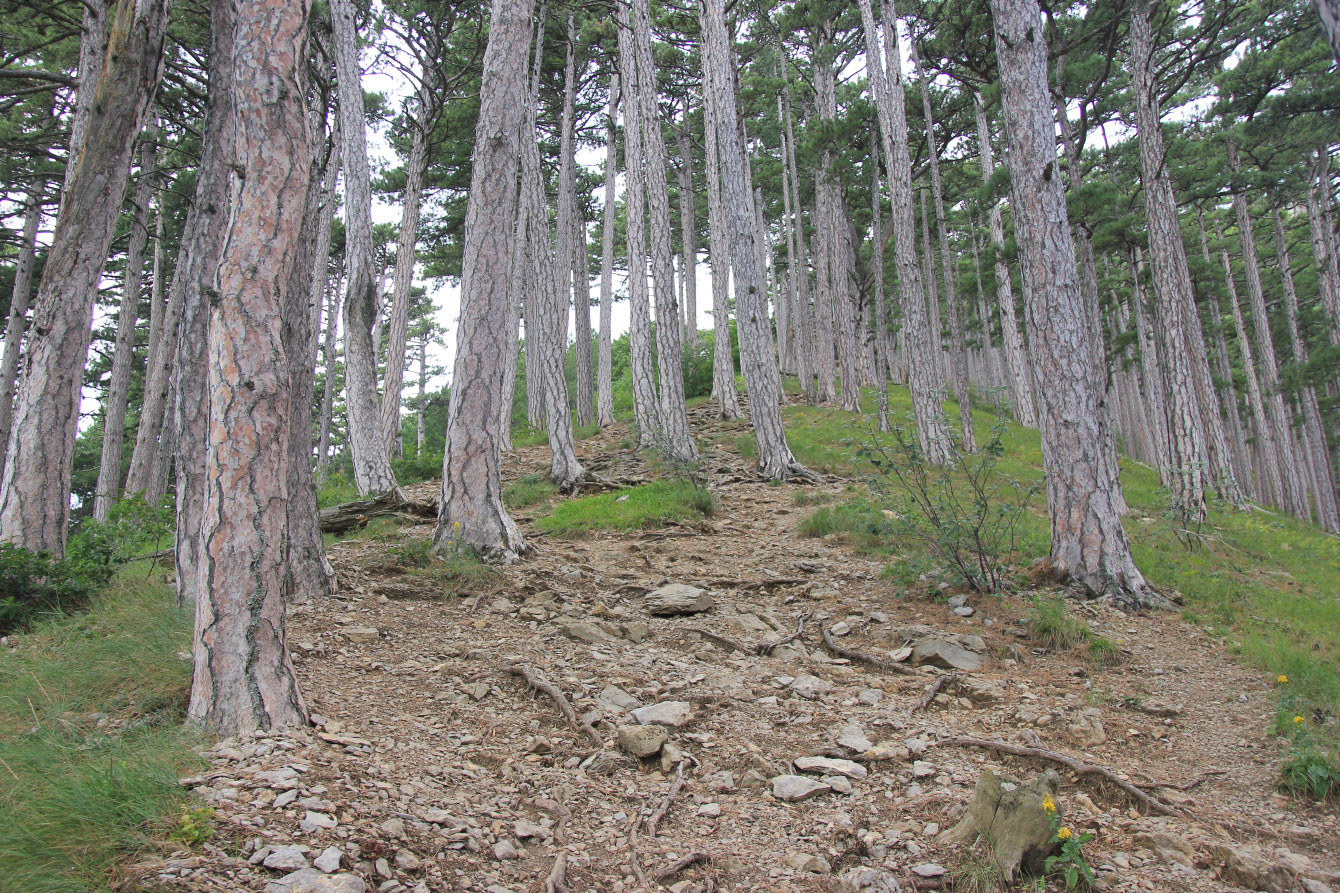 Image of Pinus pallasiana specimen.