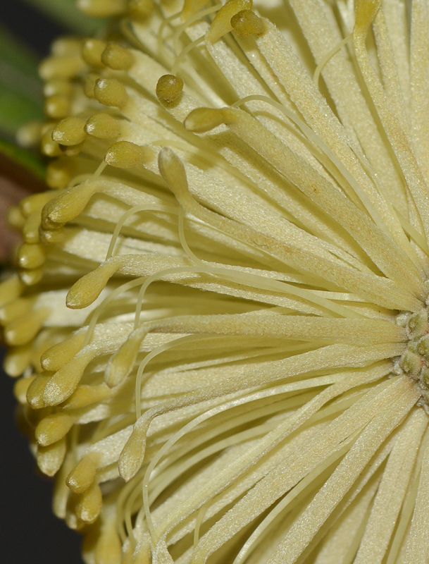 Image of Banksia integrifolia specimen.