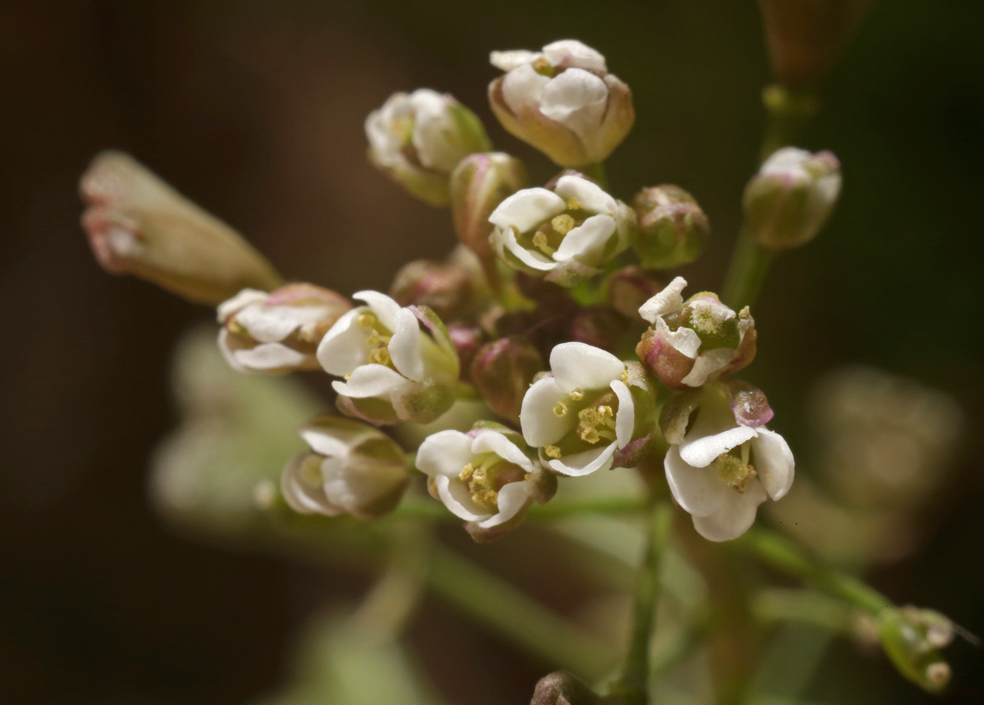 Image of Capsella bursa-pastoris specimen.