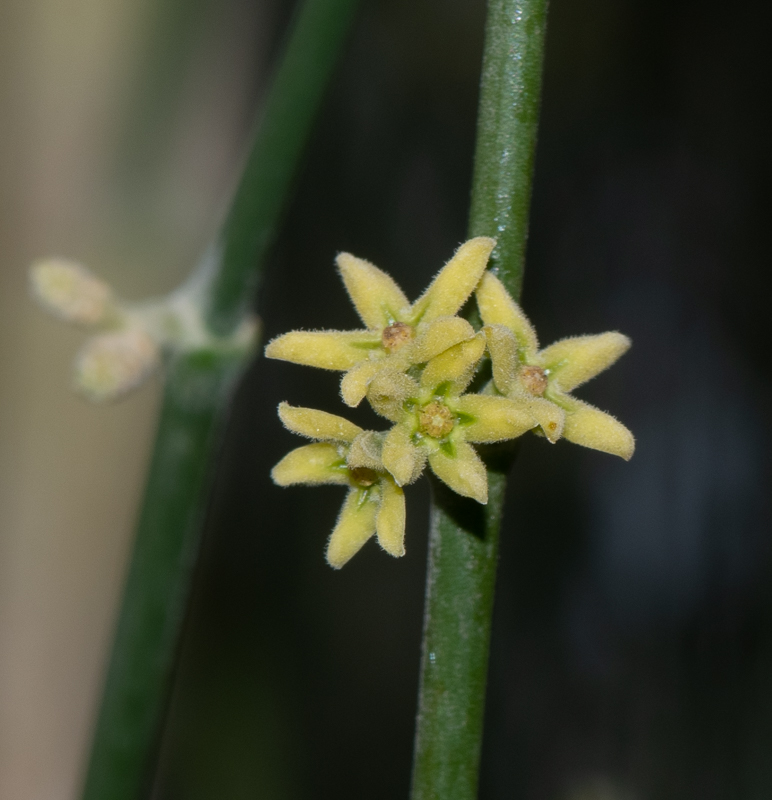 Изображение особи Leptadenia pyrotechnica.