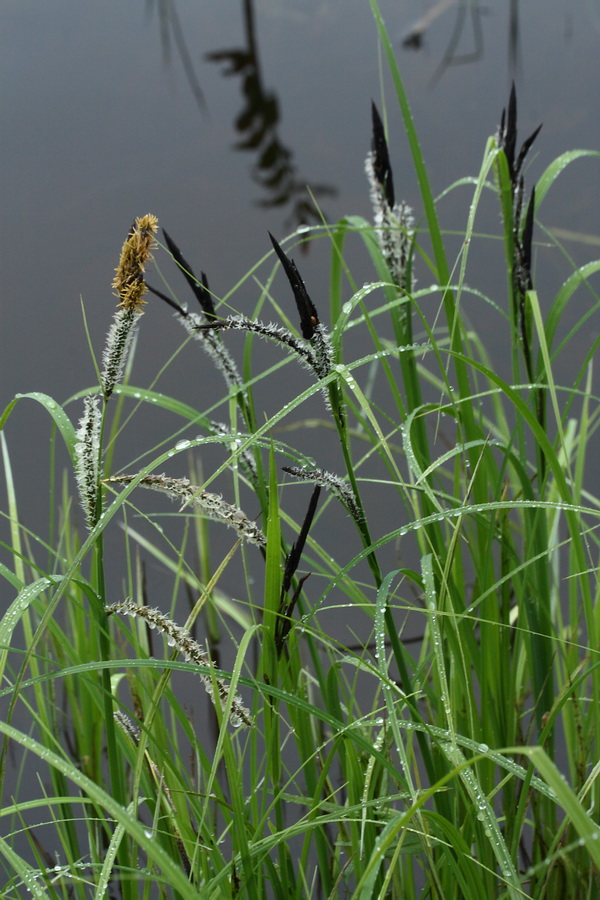 Image of Carex acuta specimen.