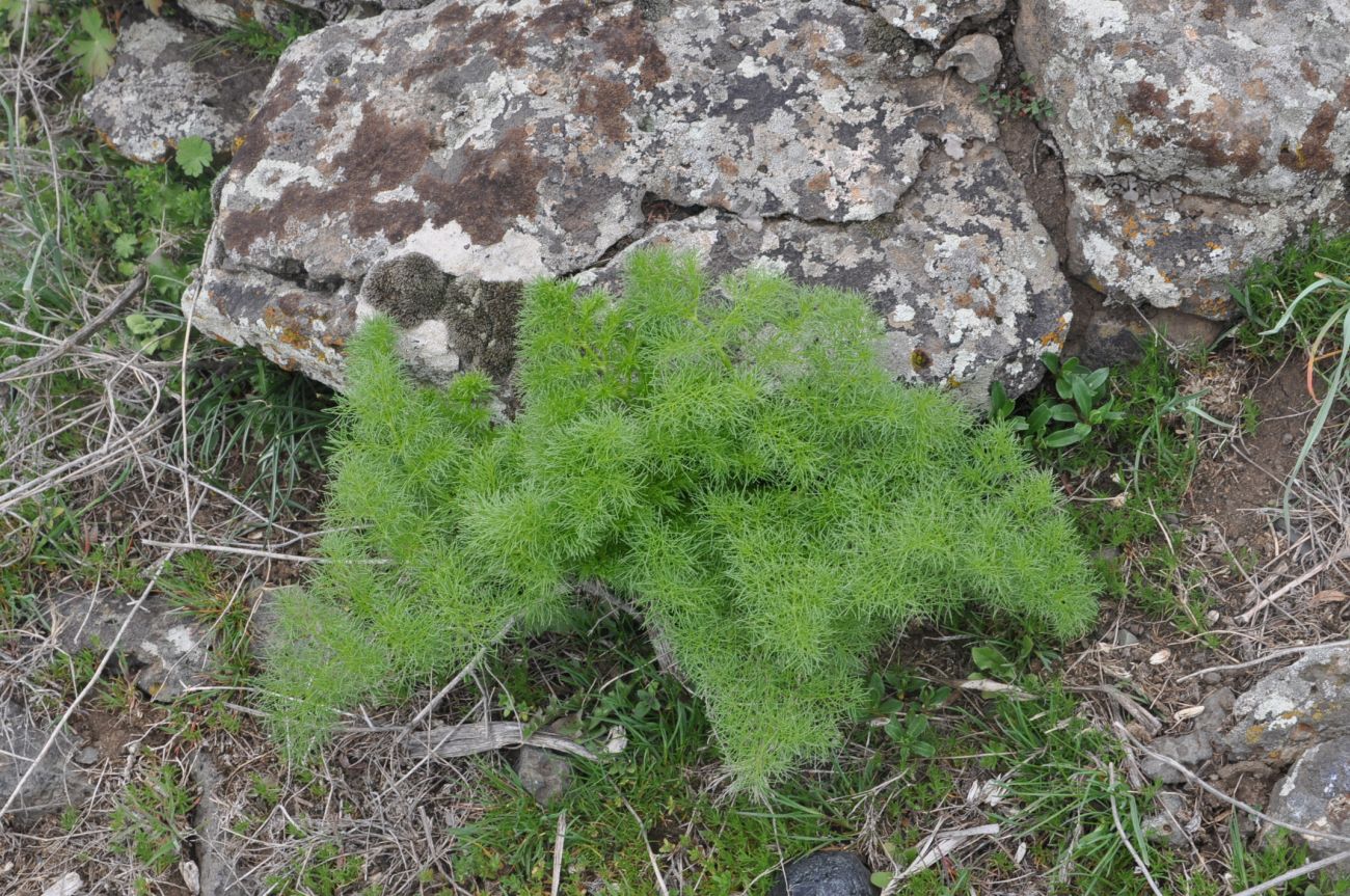 Image of genus Prangos specimen.