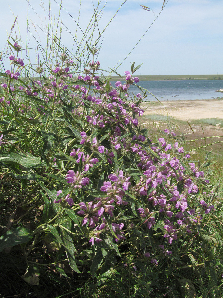 Image of Phlomis pungens specimen.