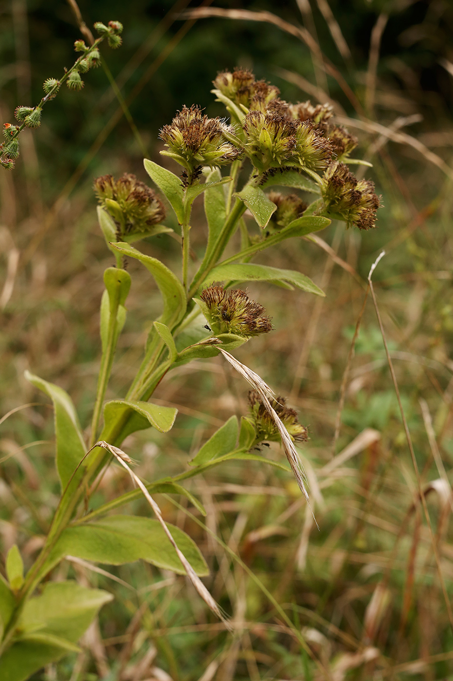 Изображение особи Inula thapsoides.