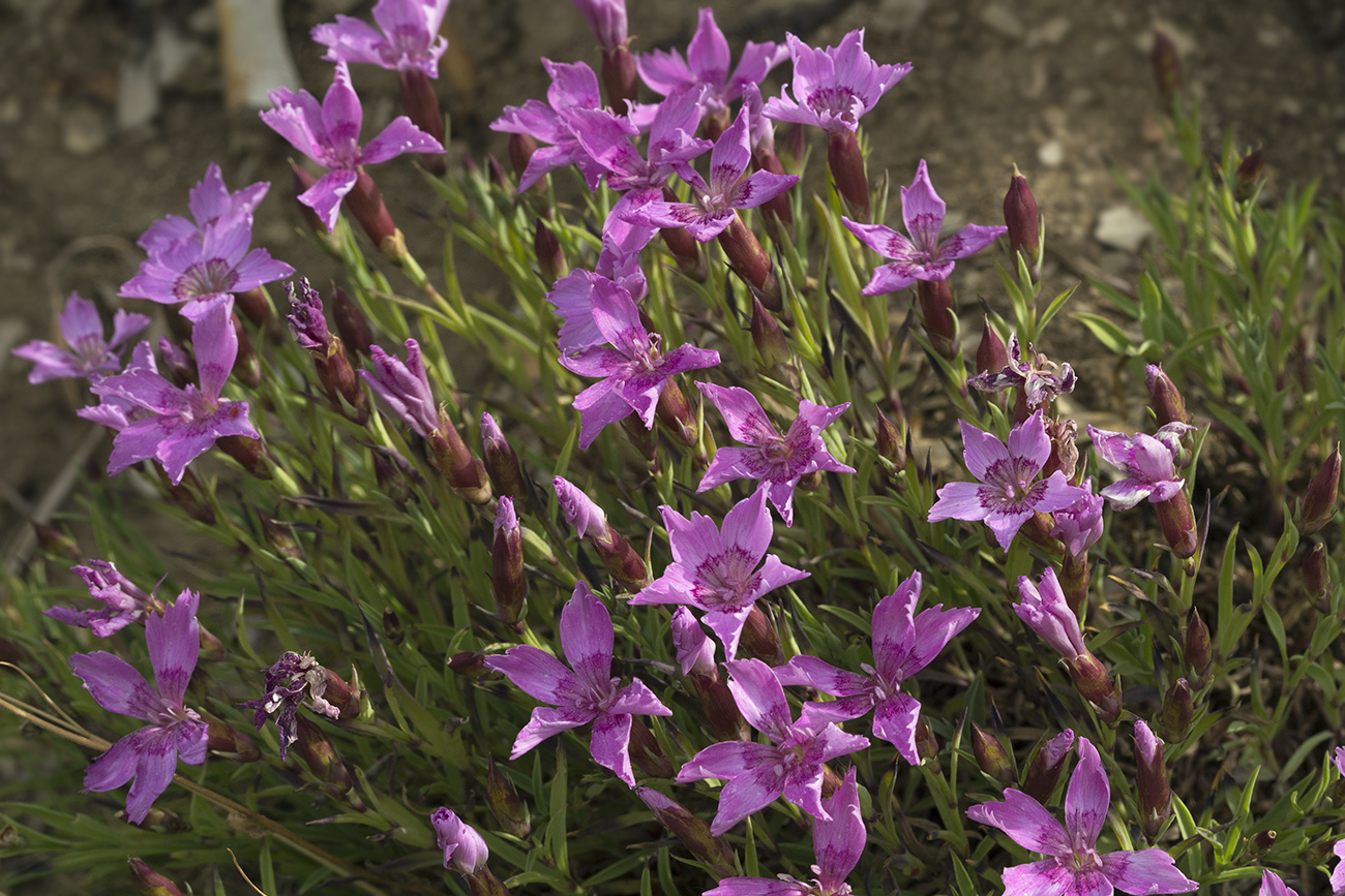 Изображение особи Dianthus chinensis.