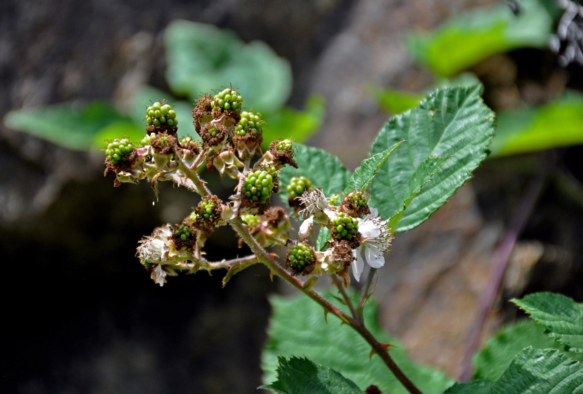 Изображение особи Rubus sanctus.