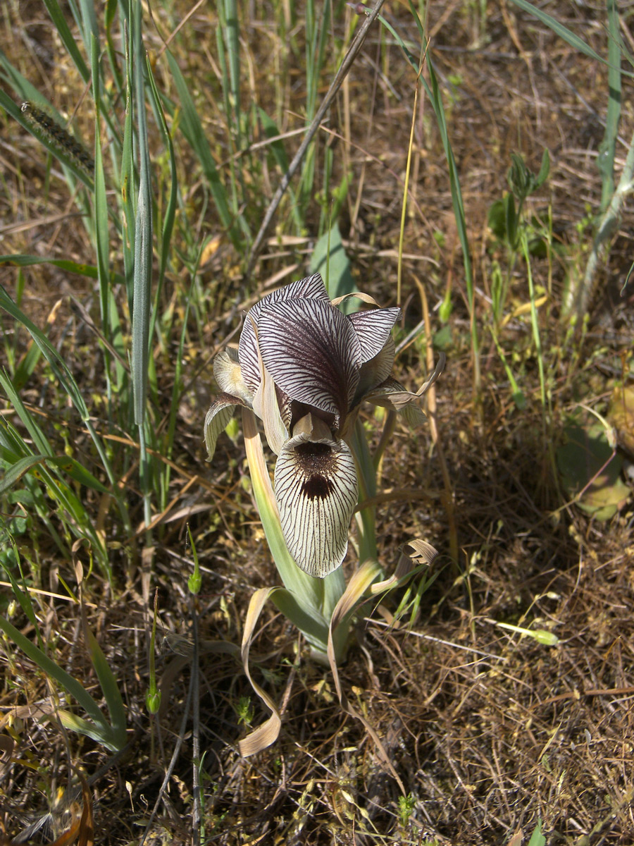 Image of Iris grossheimii specimen.