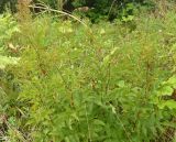 Смотреть изображение Filipendula ulmaria подвид denudata