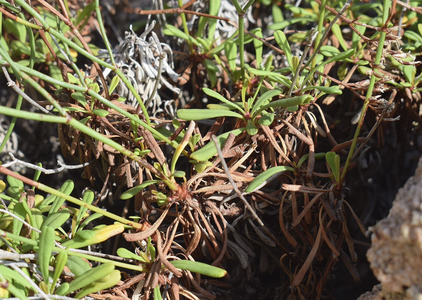 Image of genus Limonium specimen.