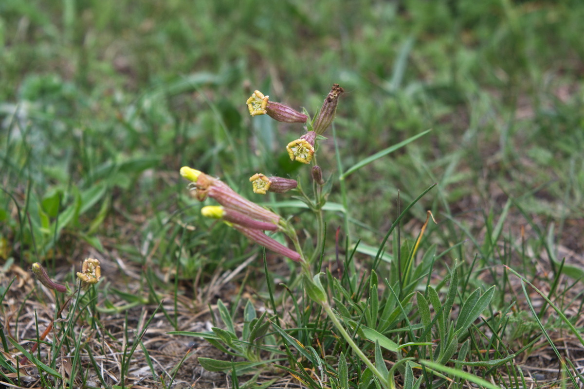 Изображение особи Silene caucasica.