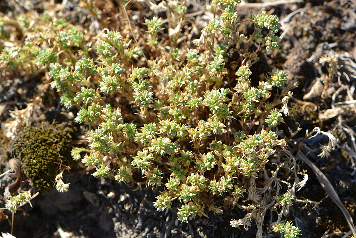 Изображение особи Scleranthus polycarpos.