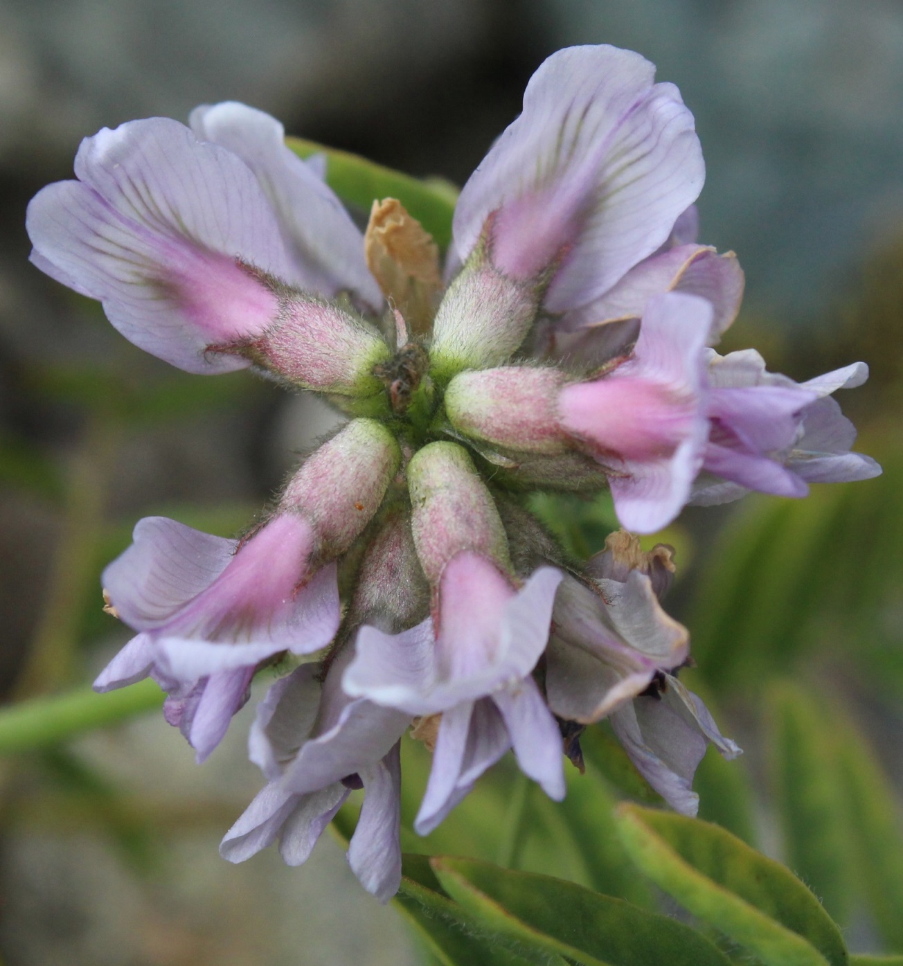 Image of Astragalus gorodkovii specimen.