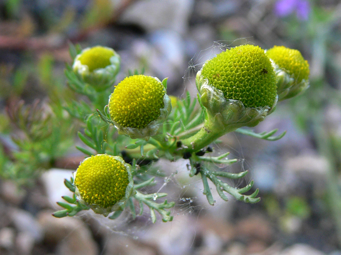 Image of Matricaria discoidea specimen.