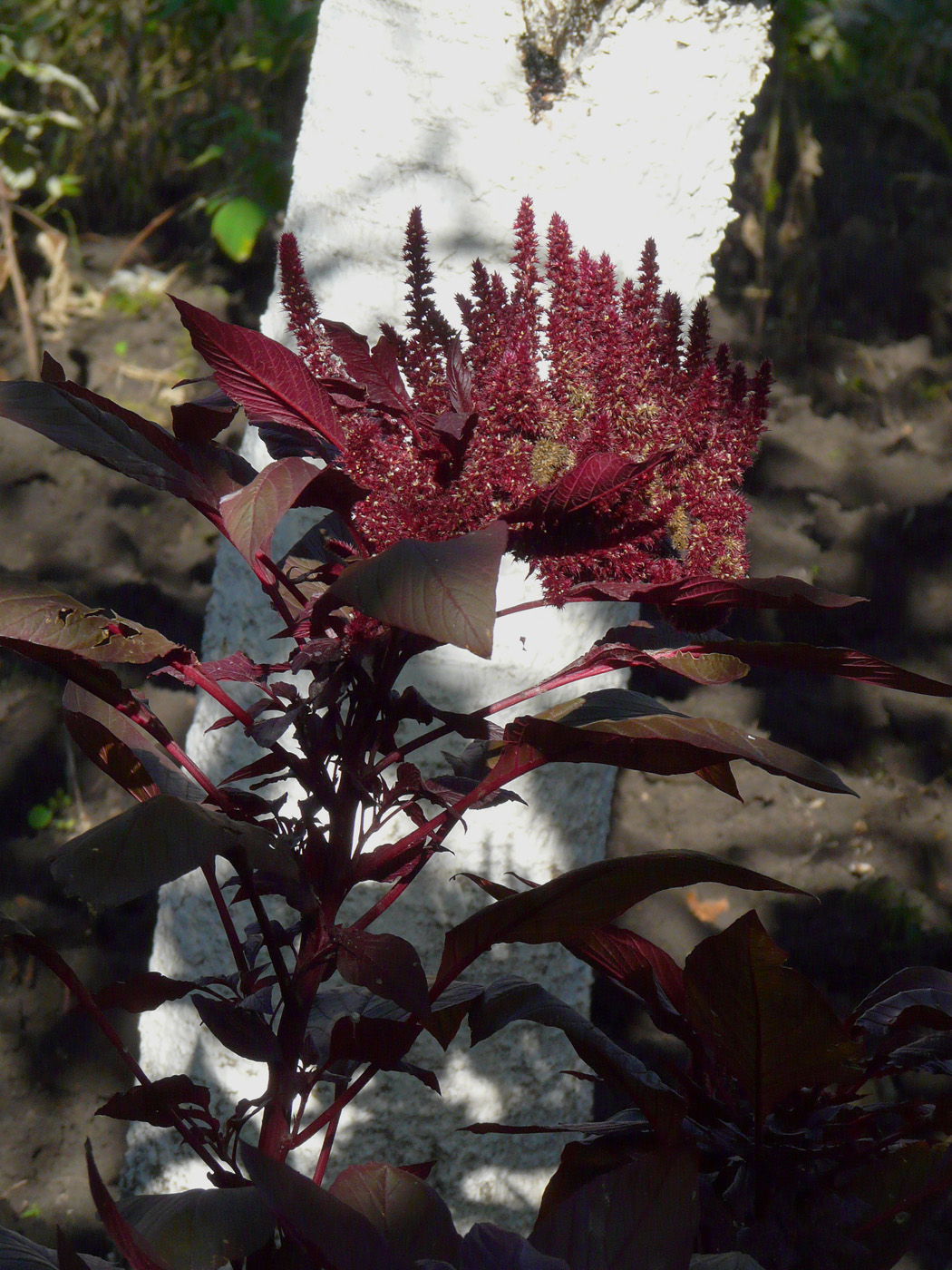 Изображение особи Amaranthus caudatus.