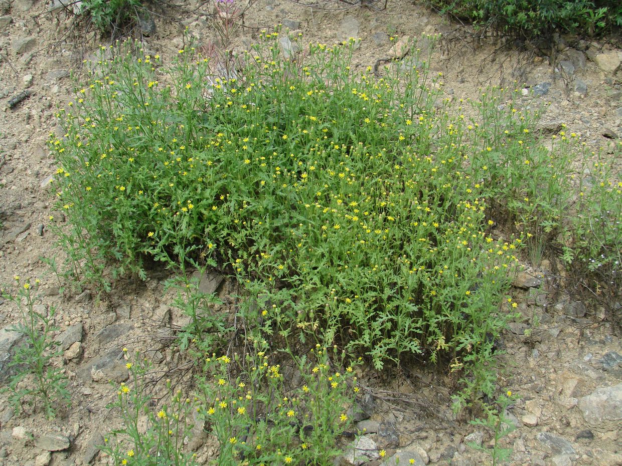 Image of Senecio viscosus specimen.