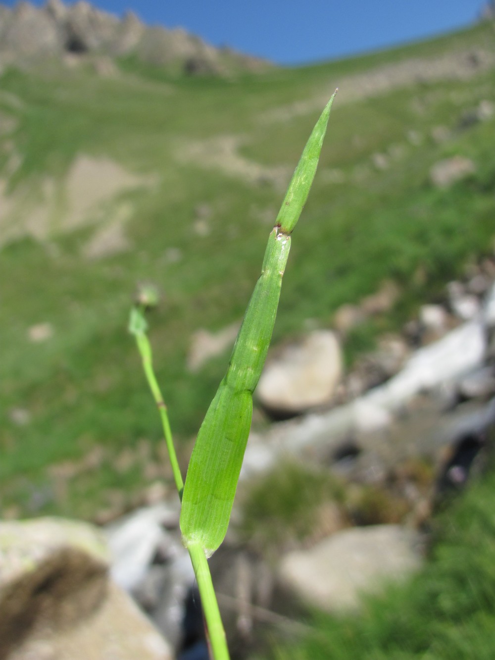 Image of Phleum alpinum specimen.