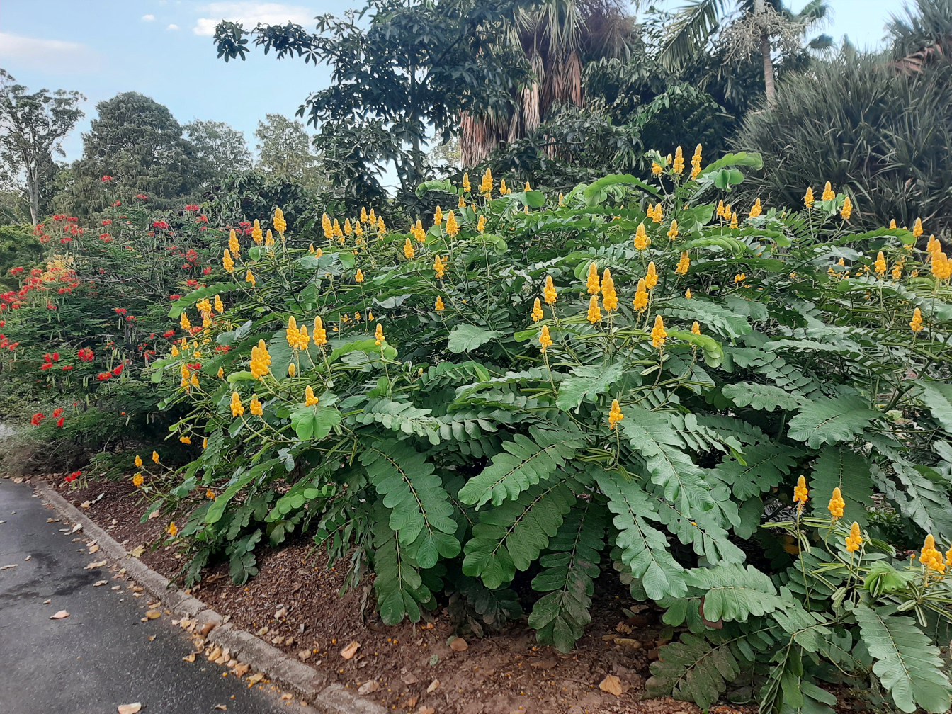 Image of Senna alata specimen.