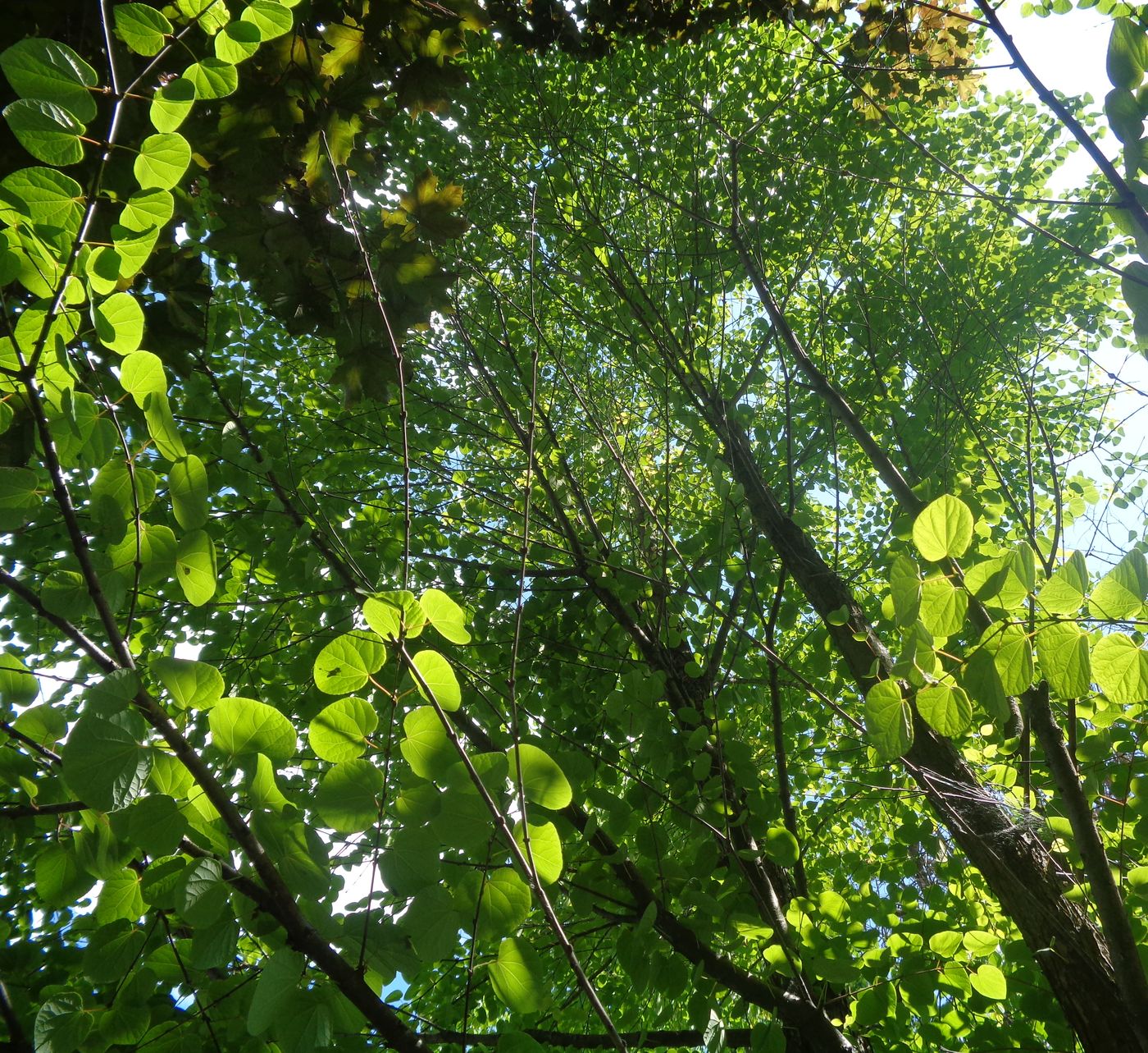 Изображение особи Cercidiphyllum japonicum.