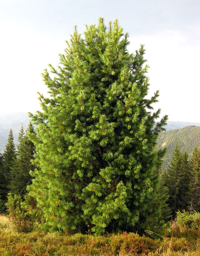 Image of Pinus cembra specimen.