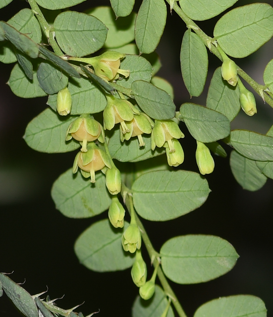 Image of Phyllanthus niruri specimen.