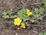 Potentilla acaulis