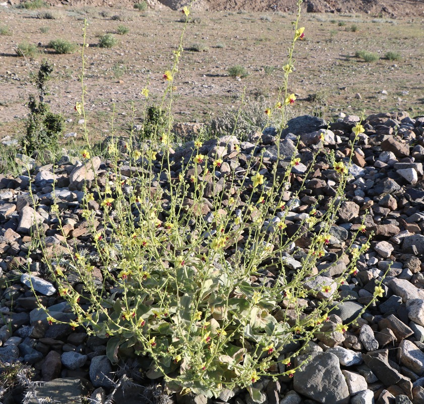 Изображение особи Verbascum erivanicum.