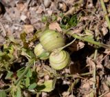 Medicago scutellata