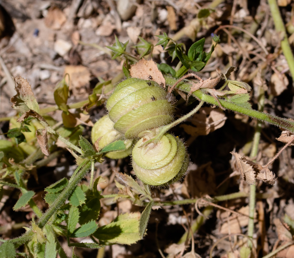 Изображение особи Medicago scutellata.