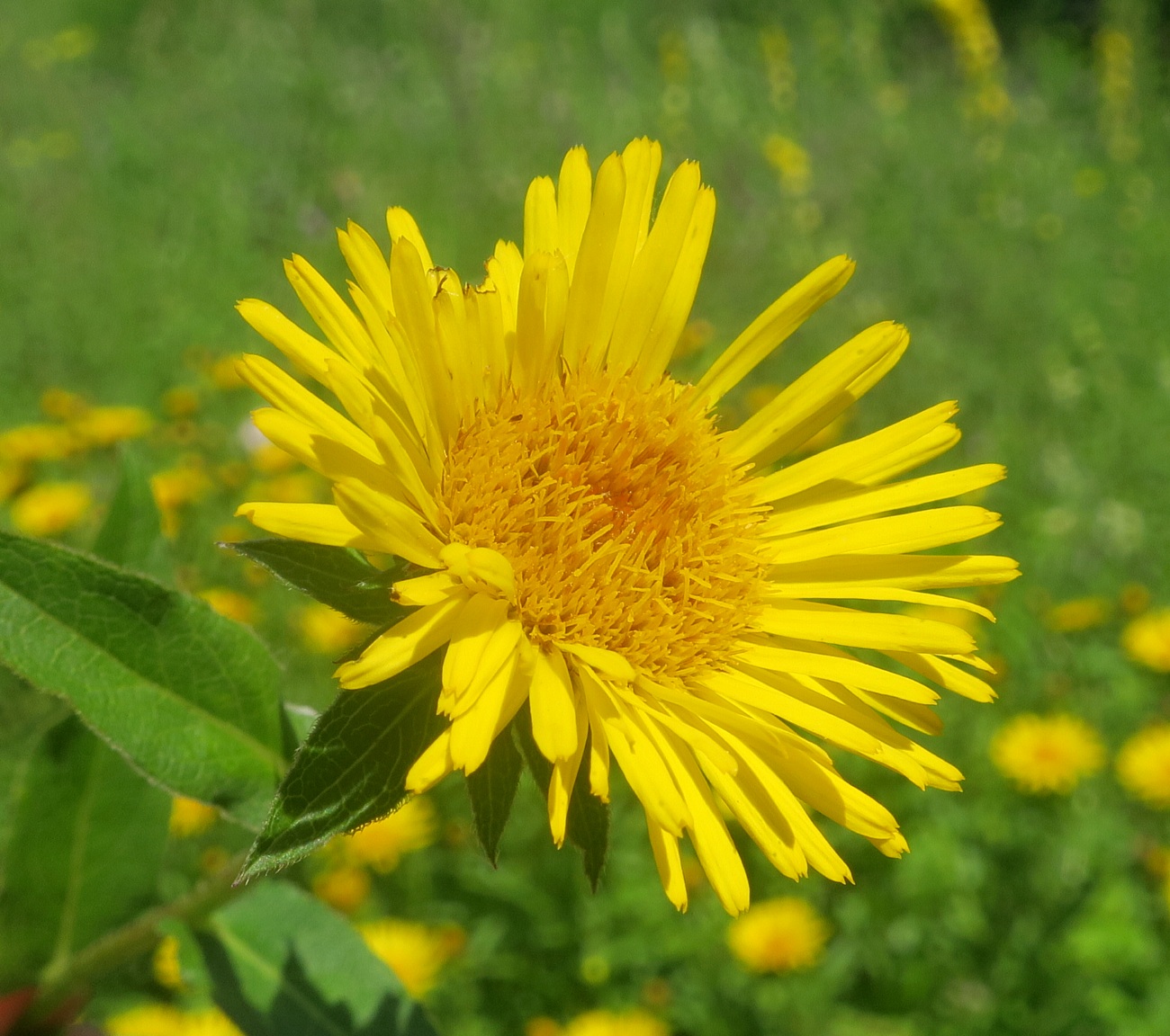 Изображение особи Inula salicina.