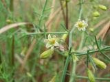 Asparagus persicus