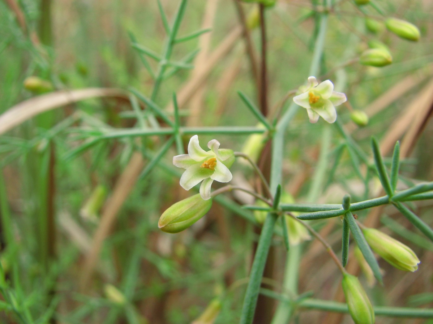 Изображение особи Asparagus persicus.