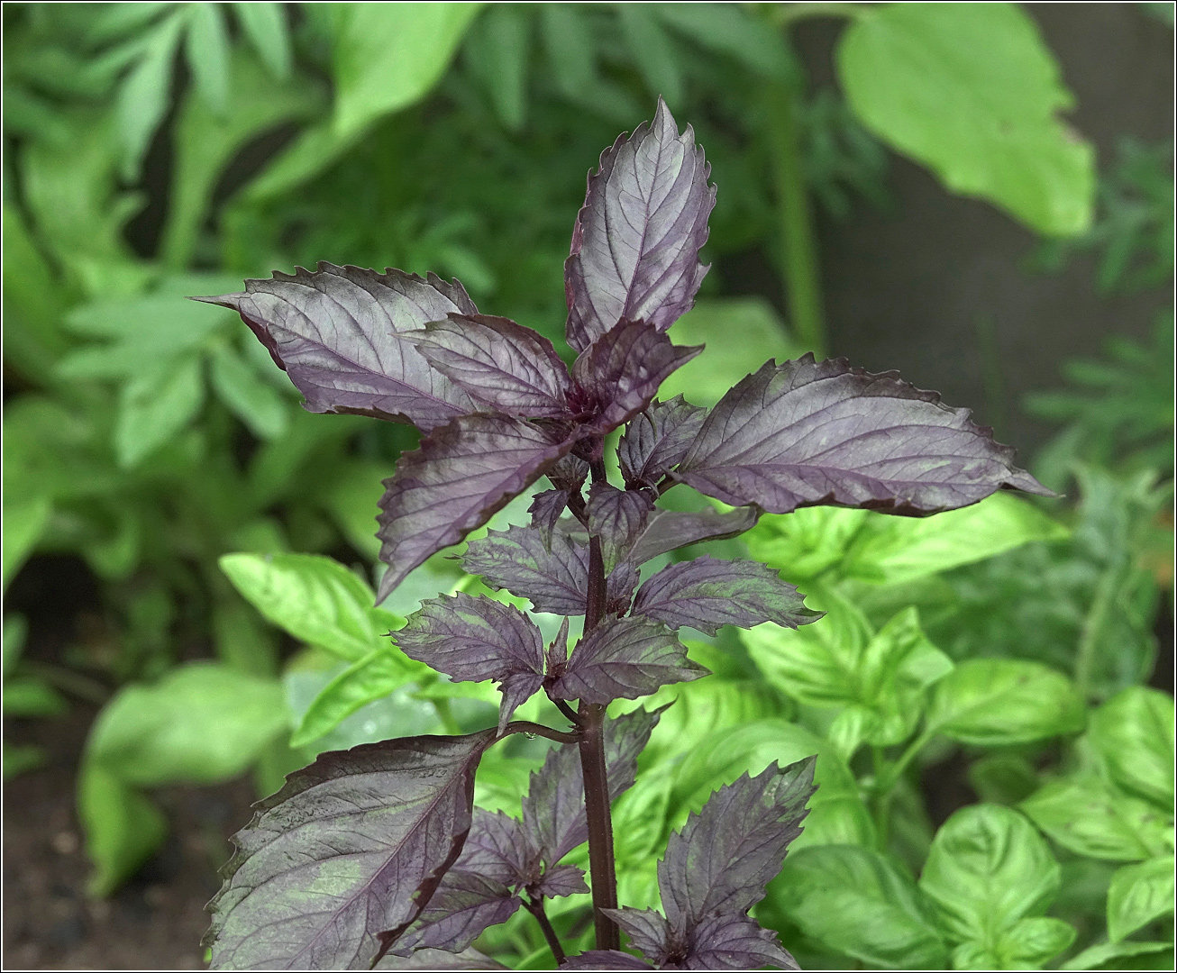 Изображение особи Ocimum basilicum.