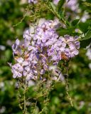 Duranta erecta. Соцветие с кормящейся пчелой. Израиль, г. Бат-Ям, в культуре. 06.01.2022.