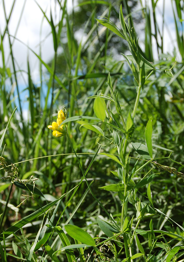 Image of Lathyrus pratensis specimen.