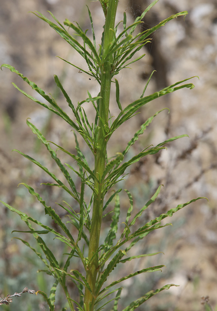 Image of Reseda globulosa specimen.