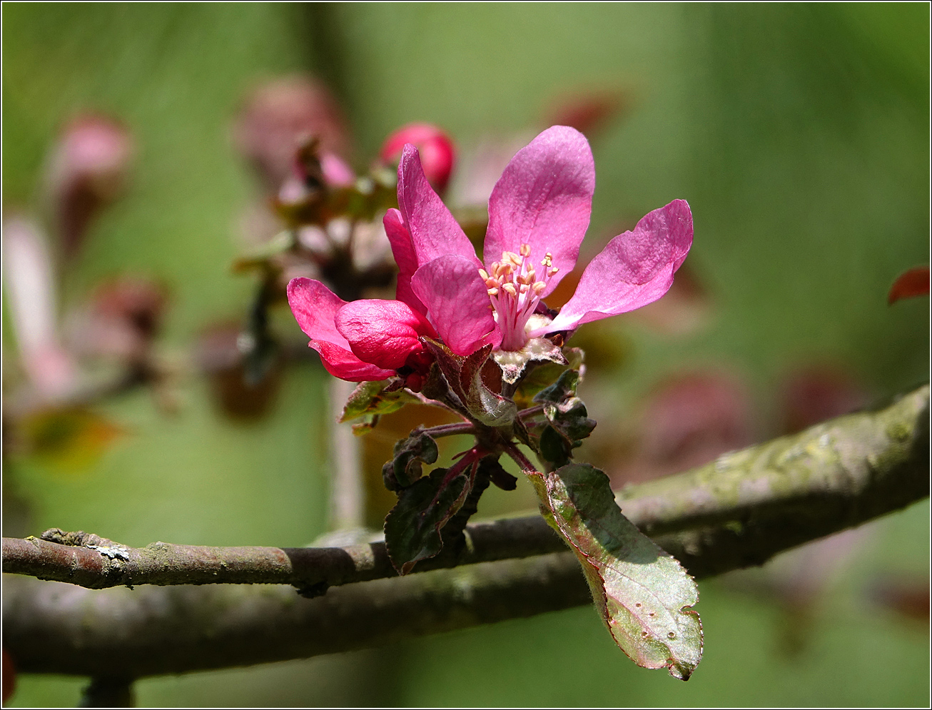 Изображение особи Malus niedzwetzkyana.