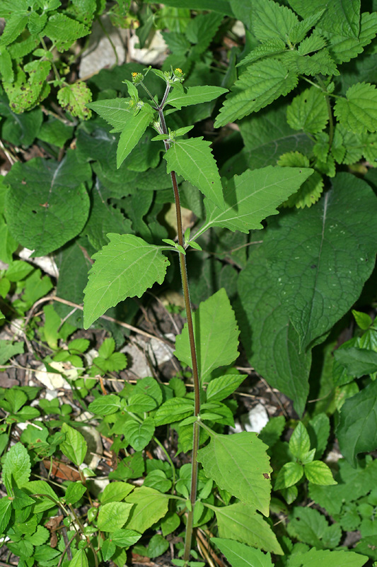 Image of Sigesbeckia orientalis specimen.