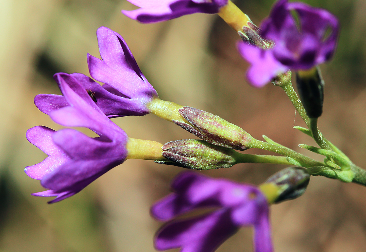 Image of Primula farinosa specimen.