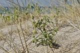 Plantago arenaria