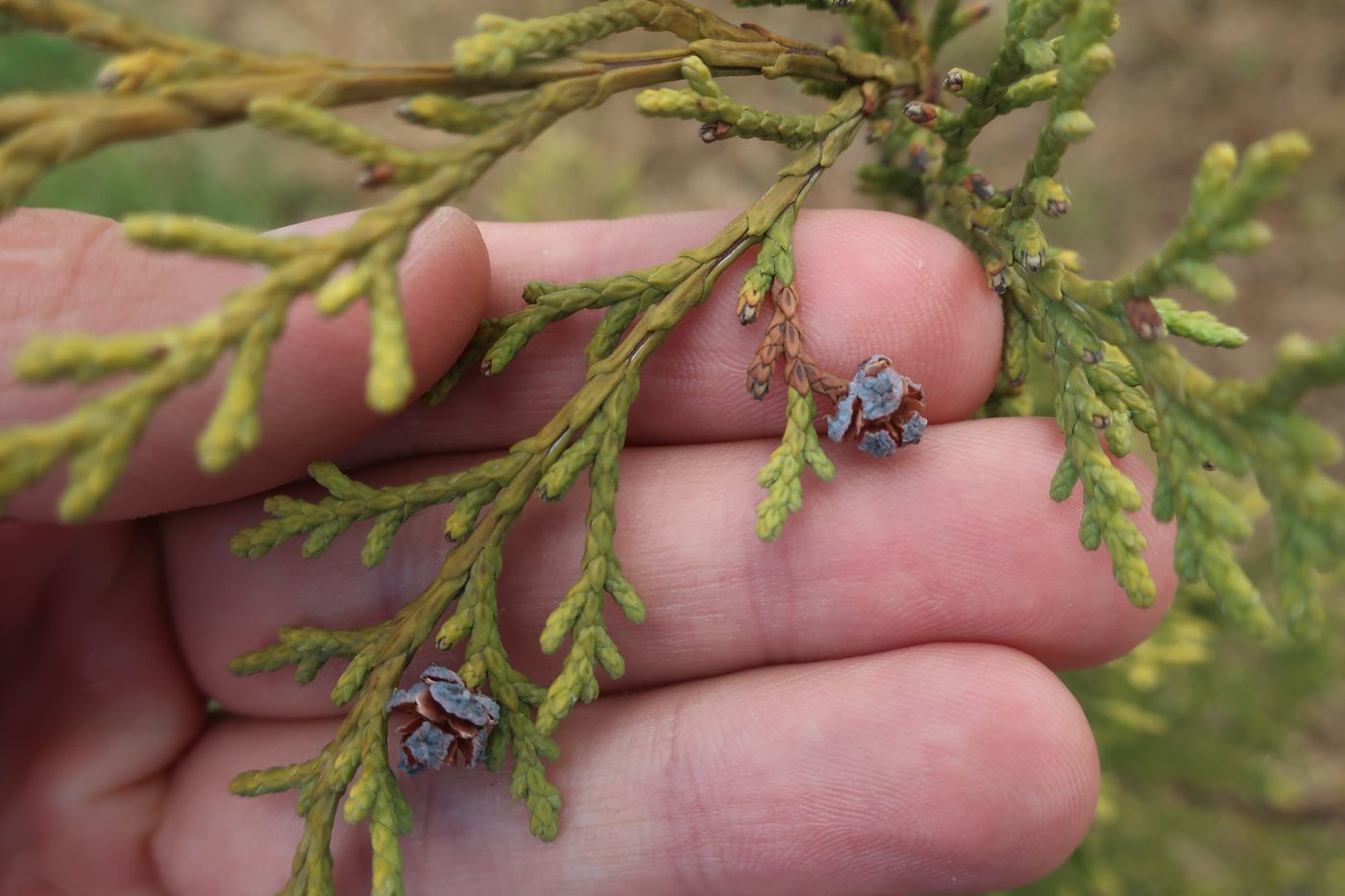 Image of Chamaecyparis lawsoniana specimen.