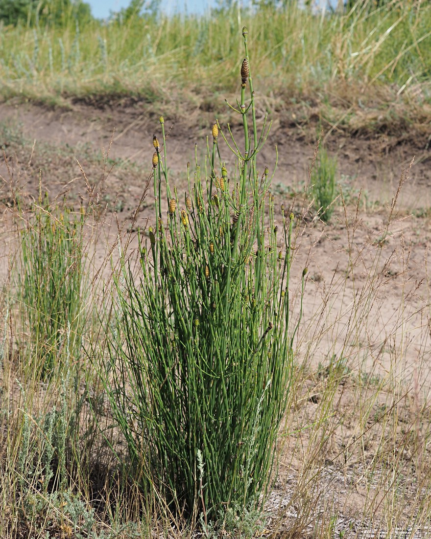 Изображение особи Equisetum ramosissimum.