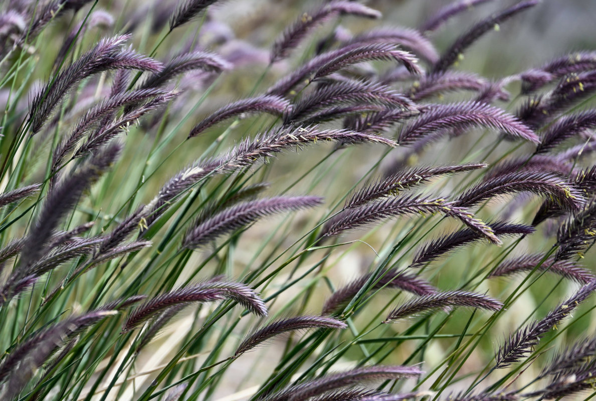 Image of Hordeum nevskianum specimen.