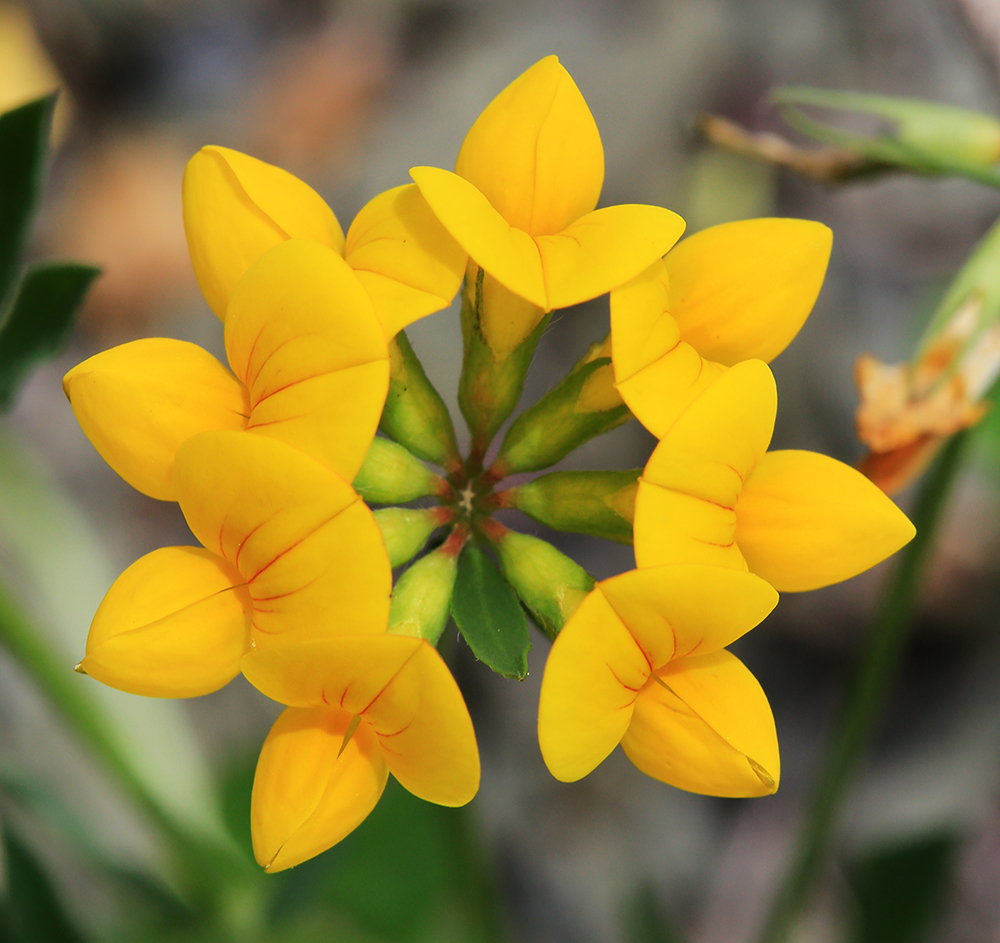 Изображение особи Lotus corniculatus.