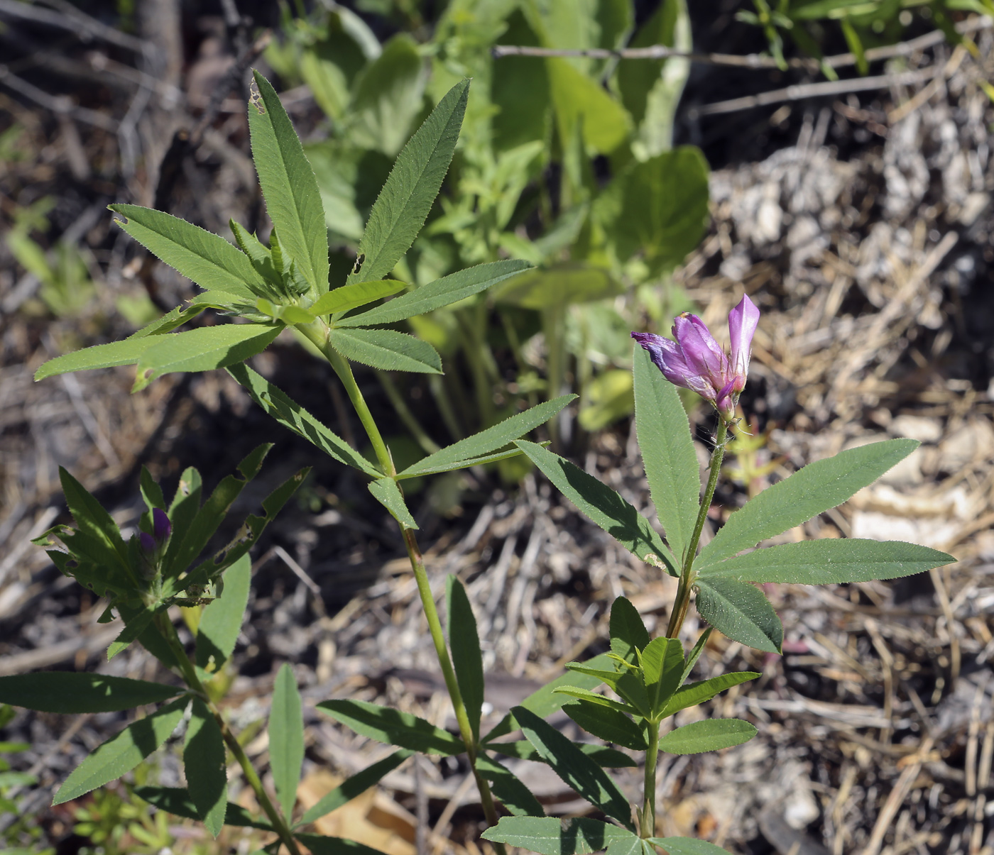 Image of Trifolium lupinaster specimen.