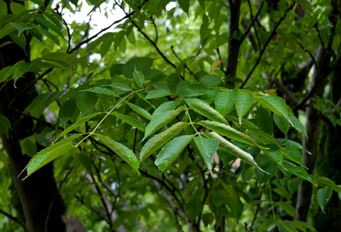 Image of Picrasma quassioides specimen.